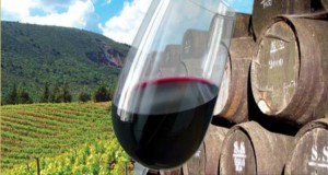 Vinhos de Setúbal somam e seguem em Angola - Folha 8