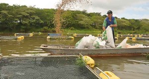 Especialistas brasileiros formam técnicos em aquicultura