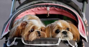 Angolanos querem ter os mesmos direitos dos cães de Kundy Paihama