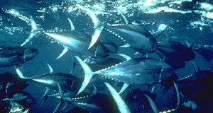 Nova escola profissional de pesca em Luanda - Folha 8