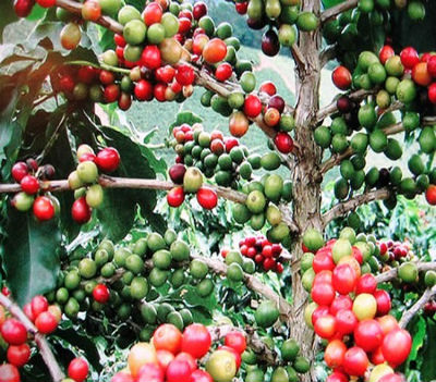O café foi um dos mais emblemáticos produtos de exportação de Angola.